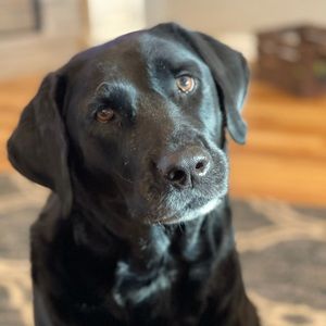 Meet your Posher, Bailey